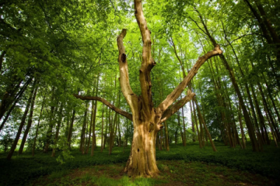 雅居樂集團簽署“低碳公章”，將環(huán)保進行到底